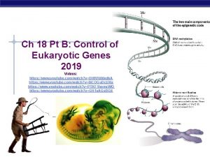 Ch 18 Pt B Control of Eukaryotic Genes