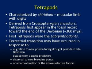 Tetrapods Characterized by chiridium muscular limb with digits