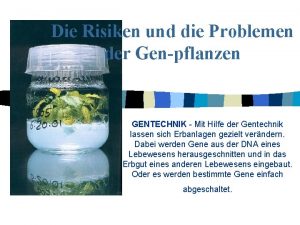 Die Risiken und die Problemen der Genpflanzen GENTECHNIK