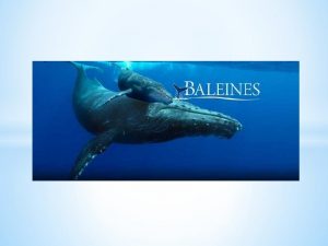 Baleine omnivore