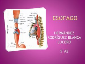 Musculo liso esofago