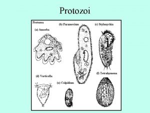 Protozoi Protozoi Microrganismi unicellulari eucariotici privi di parete