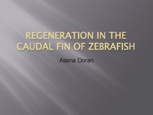 REGENERATION IN THE CAUDAL FIN OF ZEBRAFISH Alaina