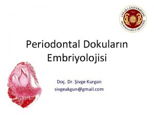 Periodontal Dokularn Embriyolojisi Do Dr ivge Kurgan sivgeakgungmail