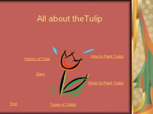 All about the Tulip How to Plant Tulips