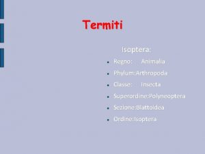 Termiti Isoptera Regno Animalia Phylum Arthropoda Classe Superordine