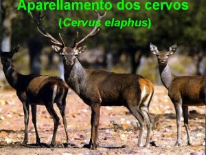 Aparellamento dos cervos Cervus elaphus Os cervos presentan