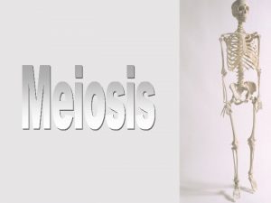 Meiosis