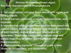 Characteristics of phaeophyta