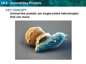 19 2 Animallike Protists KEY CONCEPT Animallike protists