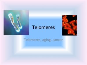 Telomeres aging cancer What are telomeres Telomeres are