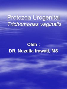 Protozoa Urogenital Trichomonas vaginalis Oleh DR Nuzulia Irawati
