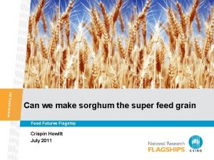 Can we make sorghum the super feed grain