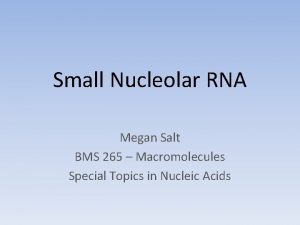 Small Nucleolar RNA Megan Salt BMS 265 Macromolecules