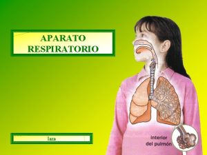 APARATO RESPIRATORIO laza La funcin del aparato respiratorio
