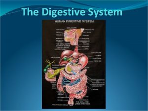 Digestive system intro