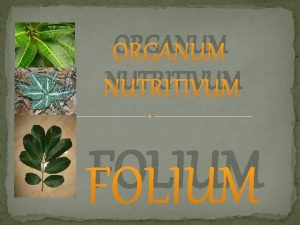 Organum nutritivum