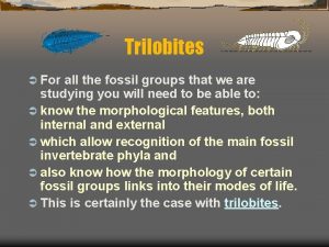 Trilobites For all the fossil groups that we