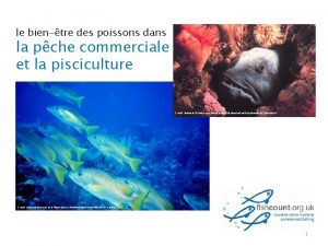 le bientre des poissons dans la pche commerciale