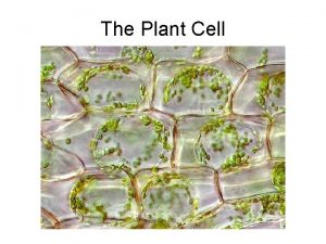 Cell sap