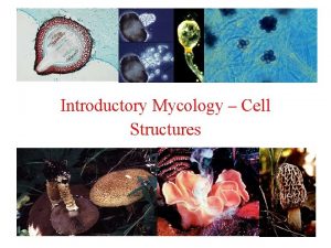 Fungi eukaryotic