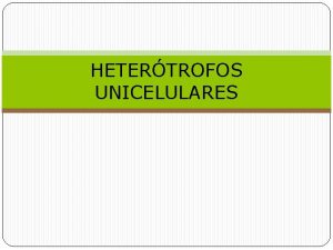 HETERTROFOS UNICELULARES Adems de los hetertrofos multinucleados y