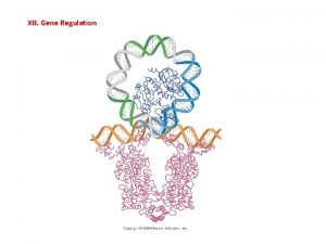 What is gene regulation What is gene regulation