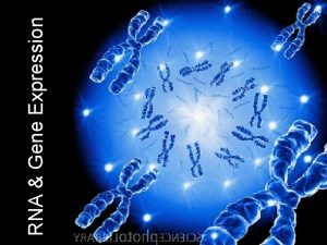 RNA Gene Expression Gene Expression Making sense of