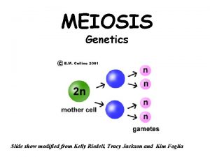 Phases of meiosis