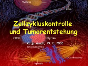 Zellzykluskontrolle und Tumorentstehung Katja Arndt 29 11 2005