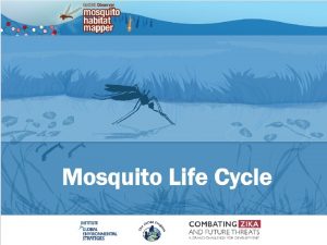 Mosquito Life Cycle GLOBE is a science and