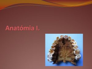 Anatmia I Anatmiai alapfogalmak Anatmia grg eredet szboncolst