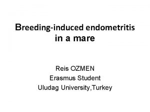 Breedinginduced endometritis in a mare Reis OZMEN Erasmus