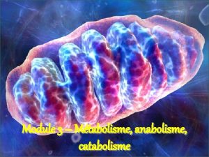 Catabolisme anabolisme metabolisme