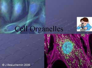 Cell Organelles J Beauchemin 2006 Bell ringer 1