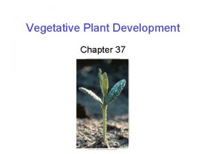 Vegetative Plant Development Chapter 37 Embryo Development Begins