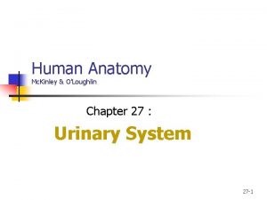 Human Anatomy Mc Kinley OLoughlin Chapter 27 Urinary