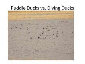 Puddle Ducks vs Diving Ducks Puddle Duck vs