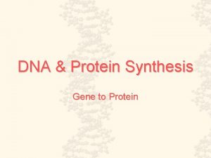 DNA Protein Synthesis Gene to Protein Bacteriophage Griffith