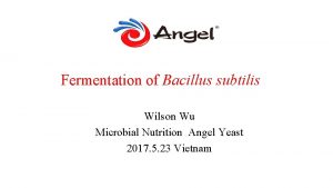 Fermentation of Bacillus subtilis Wilson Wu Microbial Nutrition