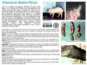 Classical Swine Fever CSF is a highly contagious