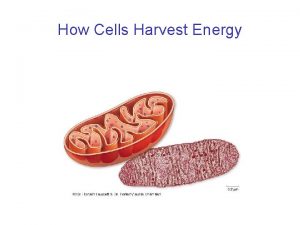 How Cells Harvest Energy Respiration Organisms can be