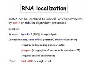 RNA localization m RNA can be localized to