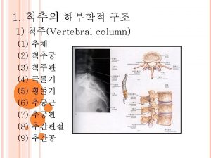 2 intervertebral disc 1 2 4 Muscle 1