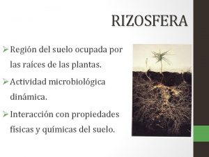 RIZOSFERA Regin del suelo ocupada por las races