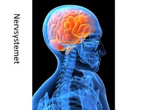 Nervsystemet Nervsystemet Nervsystemet bestr av hjrnan ryggmrgen och