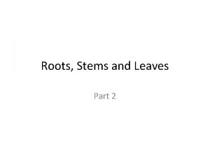 Roots Stems and Leaves Part 2 Leaves The