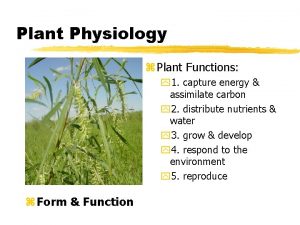 Plant Physiology z Plant Functions y 1 capture