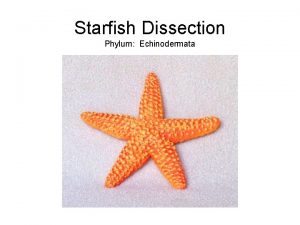 Starfish dissection labeled