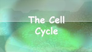 Five phases of the cell cycle